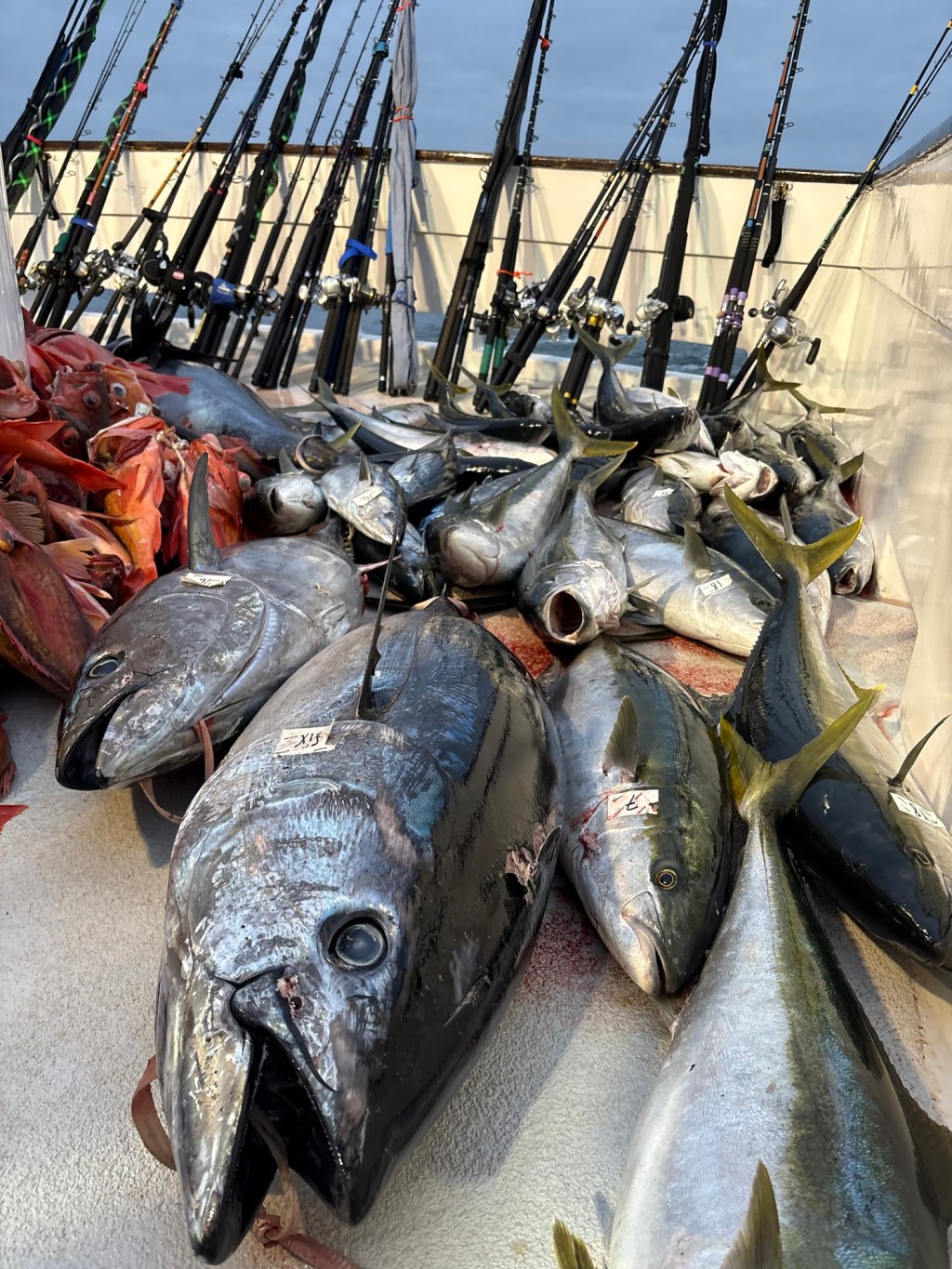 Blue fin tuna